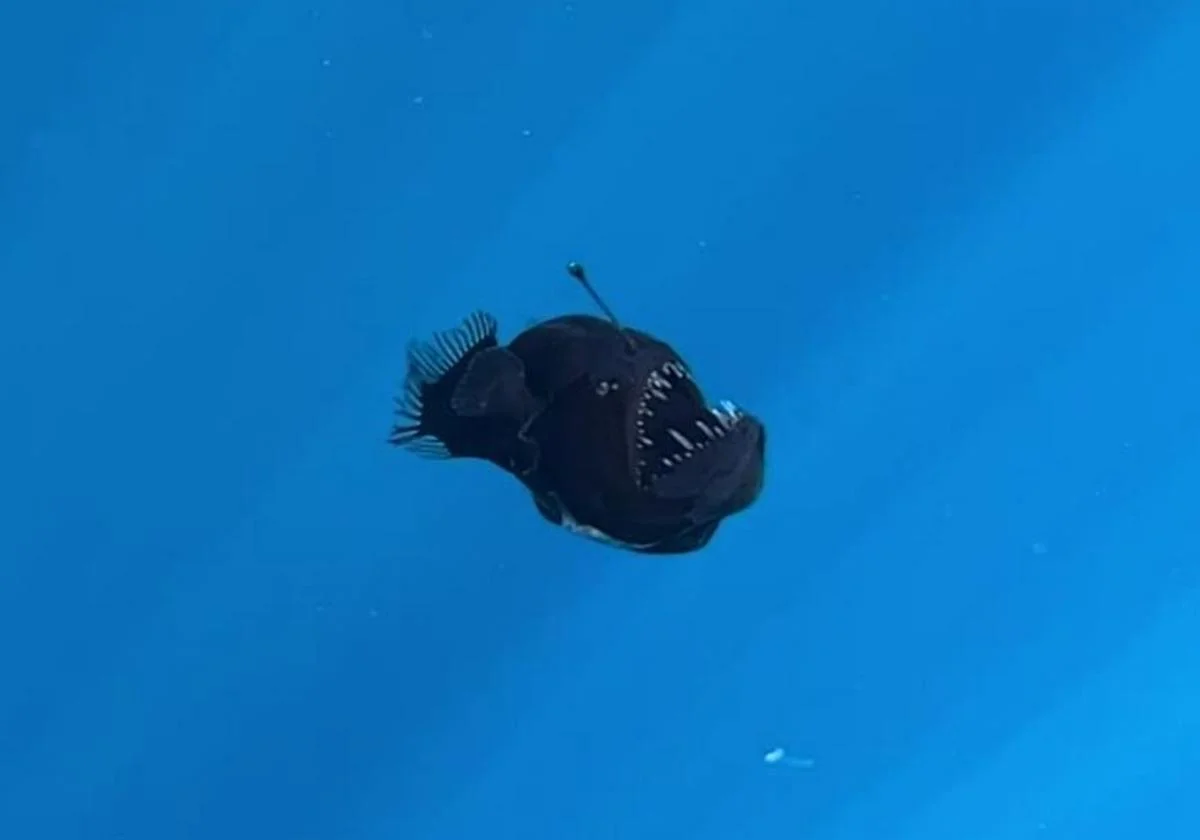 Rare Black Seadevil Spotted Near Ocean's Surface – Scientists Stunned!